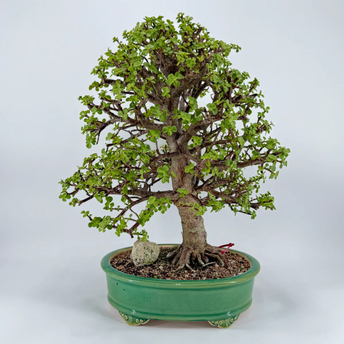 Dwarf Jade 'Portulacaria afra' in a Yixing Pot (No. 19591)