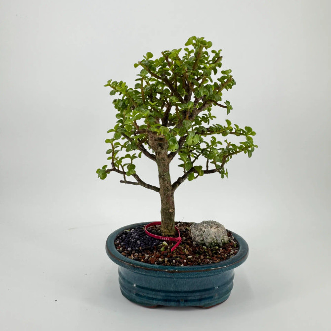 Dwarf Jade 'Portulacaria afra' in a Glazed Ceramic Pot (No. 19601)