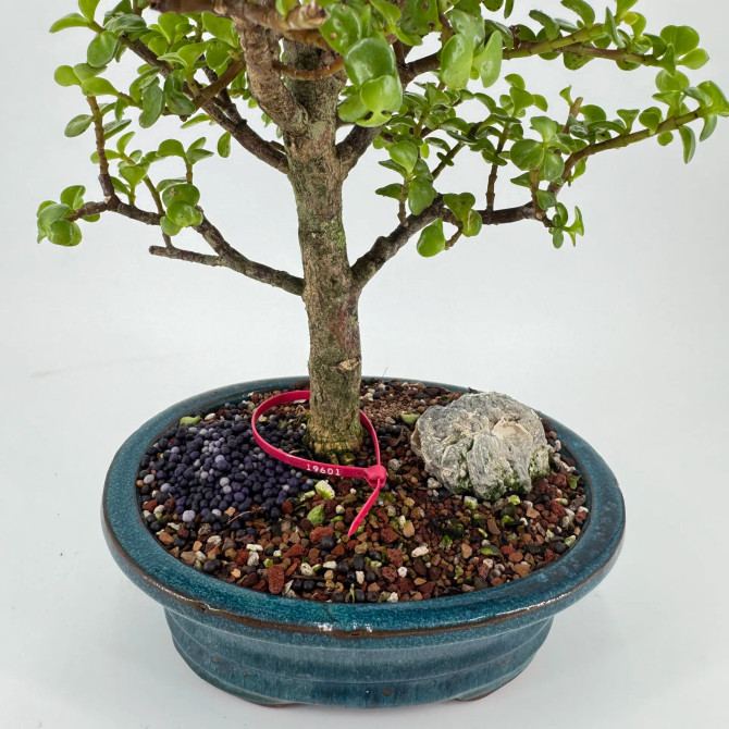 Dwarf Jade 'Portulacaria afra' in a Glazed Ceramic Pot (No. 19601)