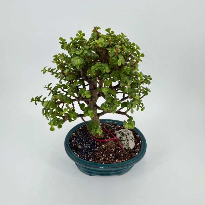 Dwarf Jade 'Portulacaria afra' in a Glazed Ceramic Pot (No. 19722)
