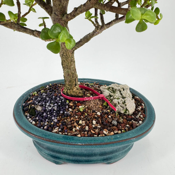 Dwarf Jade 'Portulacaria afra' in a Glazed Ceramic Pot (No. 19722)