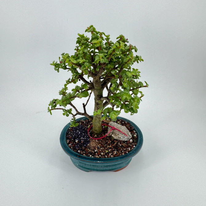 Dwarf Jade 'Portulacaria afra' in a Glazed Ceramic Pot (No. 19593)
