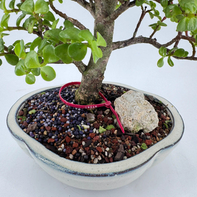 Dwarf Jade 'Portulacaria afra' in a Glazed Ceramic Pot (No. 19544)