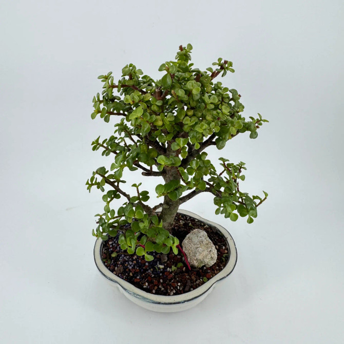 Dwarf Jade 'Portulacaria afra' in a Glazed Ceramic Pot (No. 19544)