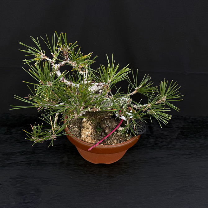 35 Year Old Pot Grown Japanese Black Pine Styled by John Romano No. 15513