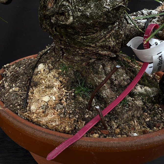 35 Year Old Pot Grown Japanese Black Pine Styled by John Romano No. 15513