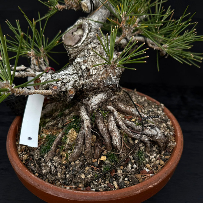 35 Year Old Pot Grown Japanese Black Pine Styled by John Romano No. 15513