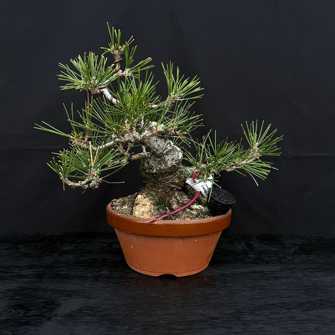 35 Year Old Pot Grown Japanese Black Pine Styled by John Romano No. 15513