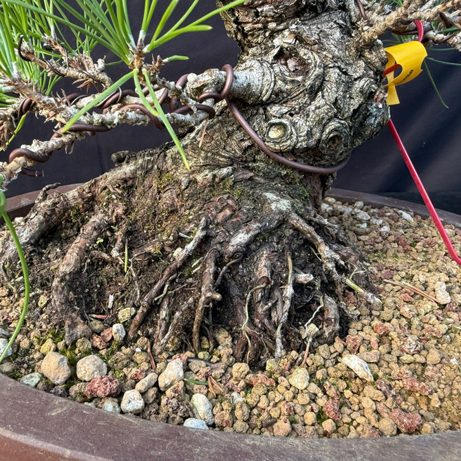 Seed-Grown Japanese Black Pine Bonsai with Powerful Trunk Character (One-Of-A-Kind)