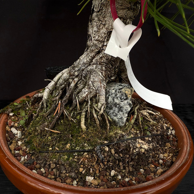 35 Year Old Pot Grown Root Over Rock Japanese Black Pine in a Grow Pot No. 15600