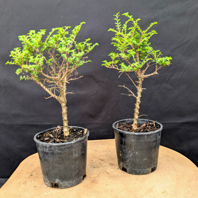 Exclusive Pre-Bonsai Seiju Elm Duo