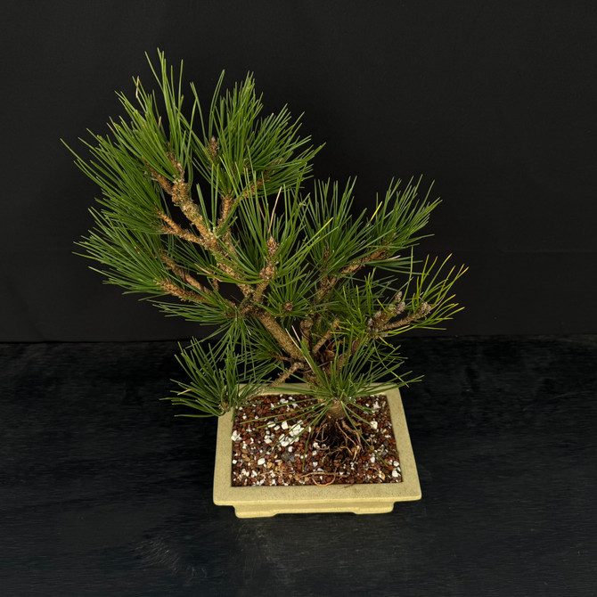 Cork Bark 'Nishiki' Japanese Black Pine in a yixing Ceramic Pot No. 14155