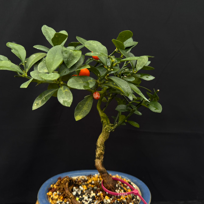 Kinzu 'Fortunella hindsii' Miniature Kumquat Bonsai in a Yixing