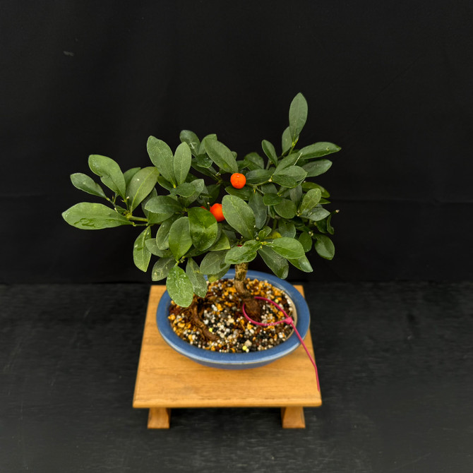 Mature Fruiting Kinzu ‘Fortunella hindsii’ – Miniature Kumquat Bonsai in a Yixing Ceramic Pot No. 14204