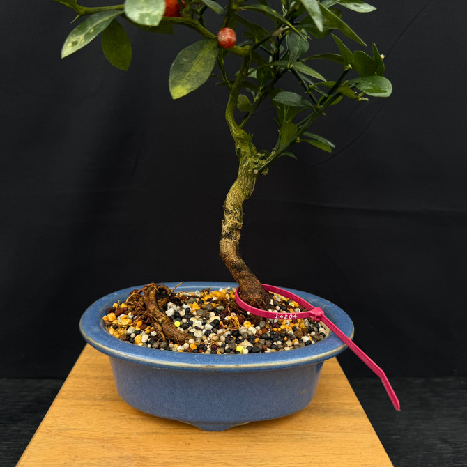 Mature Fruiting Kinzu ‘Fortunella hindsii’ – Miniature Kumquat Bonsai in a Yixing Ceramic Pot No. 14204