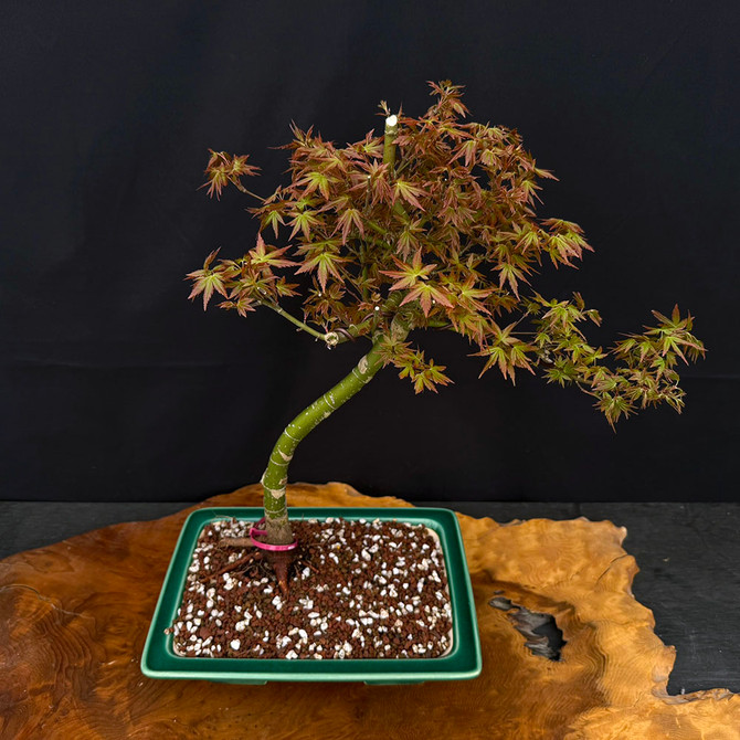 10+ yr Old Non-Grafted Seed Grown Japanese Maple In a Yixing Ceramic Pot No. 14163