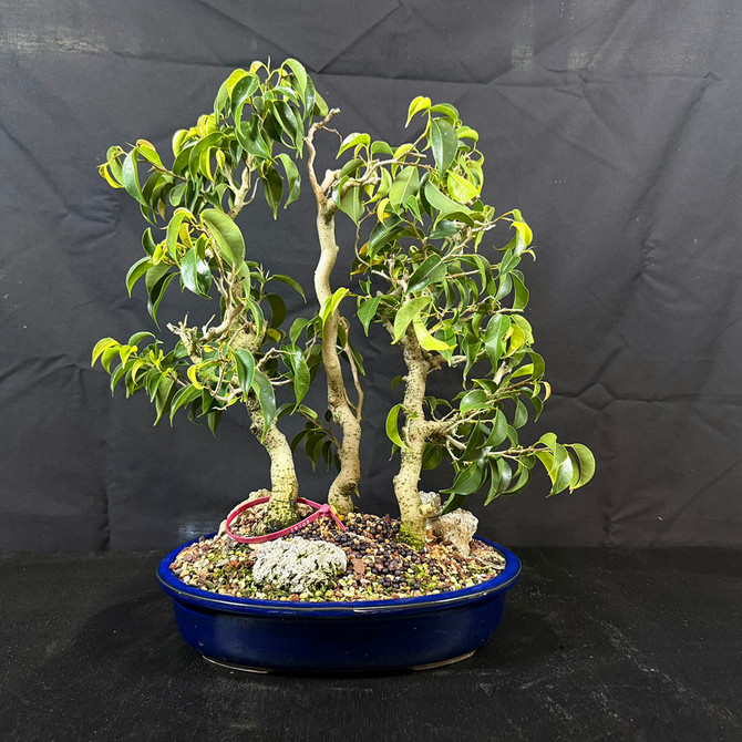 Funky Ficus benjamina var. "Wiandi" Arrangement in a Glazed Ceramic Pot No.  19703