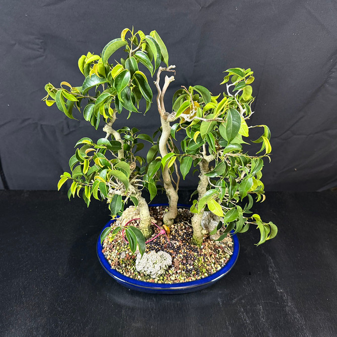 Funky Ficus benjamina var. "Wiandi" Arrangement in a Glazed Ceramic Pot No.  19703
