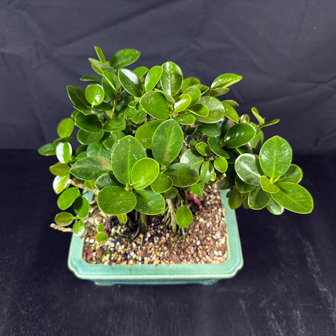 Shohin Green Island Ficus Bonsai – Mighty Mini with Air Roots in a Glazed Yixing Ceramic Pot No. 19644