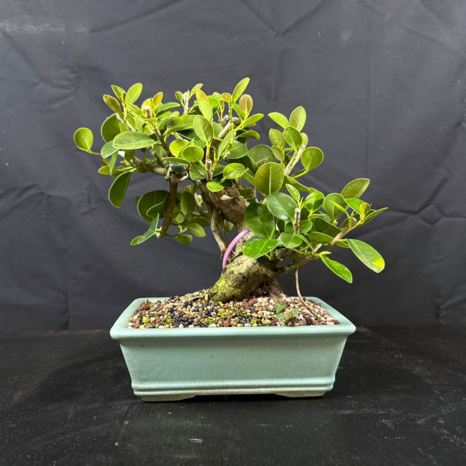Shohin Green Island Ficus Bonsai – Mighty Mini with Air Roots in a Glazed Yixing Ceramic Pot No. 12852