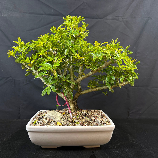 Single Trunk Hawaiian Umbrella in Glazed Yixing Ceramic Pot (No. 19690)