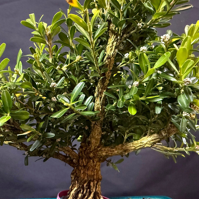 Harland Boxwood Bonsai (Buxus harlandii) in Glazed Yixing Ceramic Pot (No. 19660)