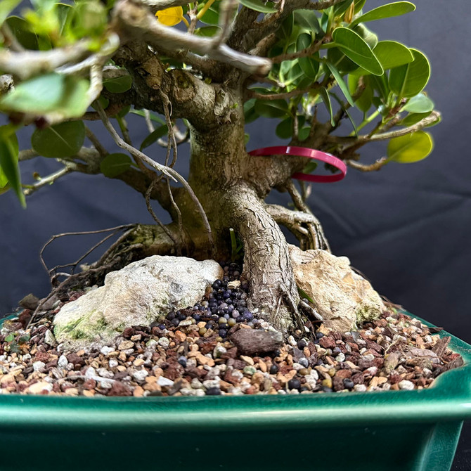 Stunning Green Island Ficus Bonsai – Bold Trunk and Natural Rock Accent in a Glazed Ceramic Pot No. 19572