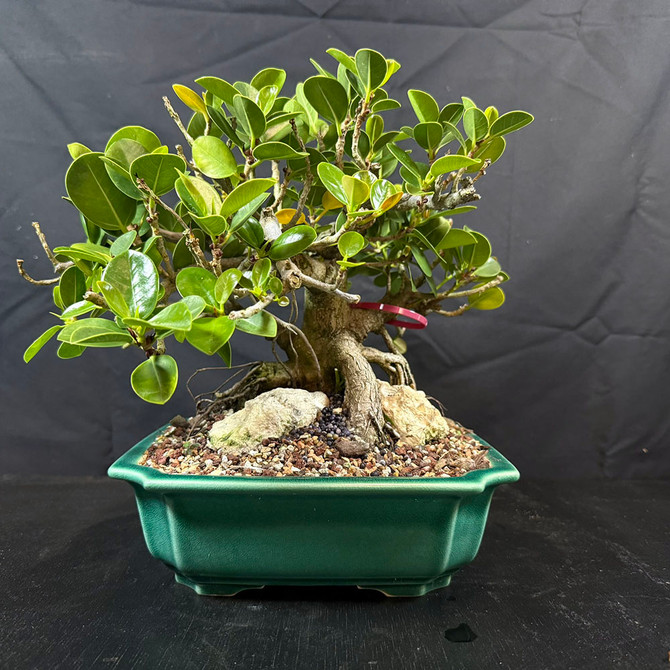 Stunning Green Island Ficus Bonsai – Bold Trunk and Natural Rock Accent in a Glazed Ceramic Pot No. 19572