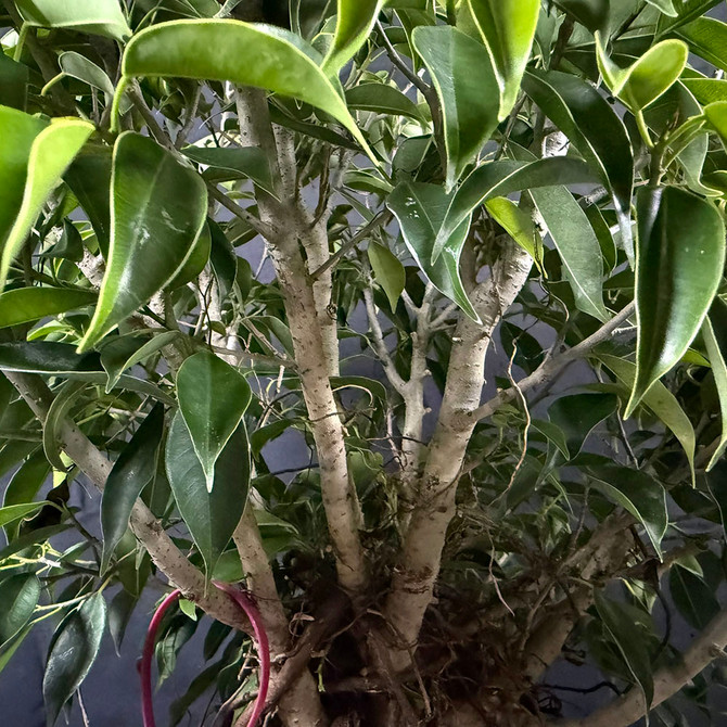 Mature Oriental Ficus Bonsai – Rare Clump Style with Natural Forest Beauty (No. 19523)
