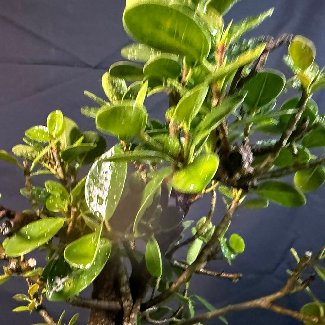 Window Sill Green Island Ficus Bonsai – Great Trunk, Bold Roots, and Lush Canopy No. 19695