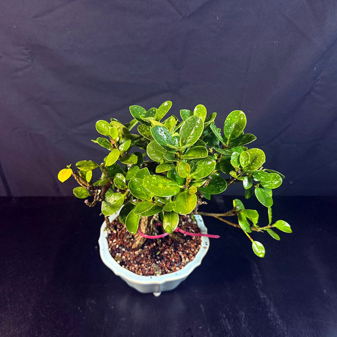 Window Sill Green Island Ficus Bonsai – Great Trunk, Bold Roots, and Lush Canopy No. 19695
