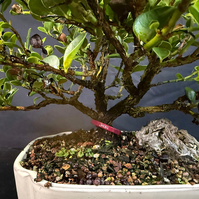 Old Flowering Natal Plum – Compact Canopy and In a Japanese Ceramic Pot (No. 19041) 
