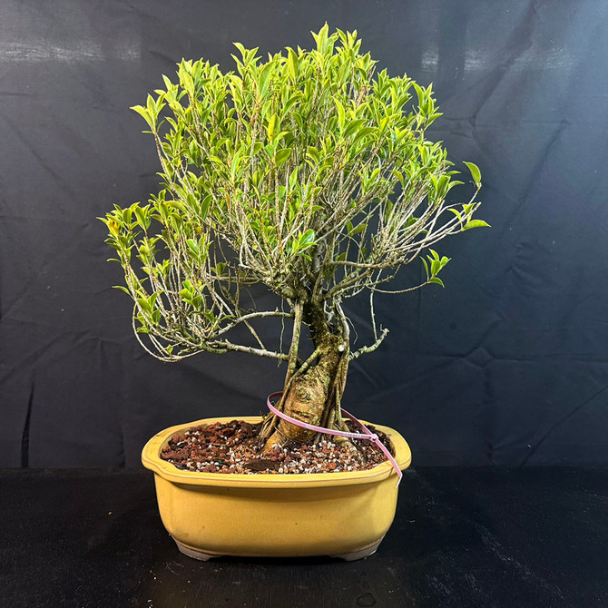 Melon Seed Ficus Bonsai – Striking Roots and Dense Tropical Foliage (No. 11778B) 