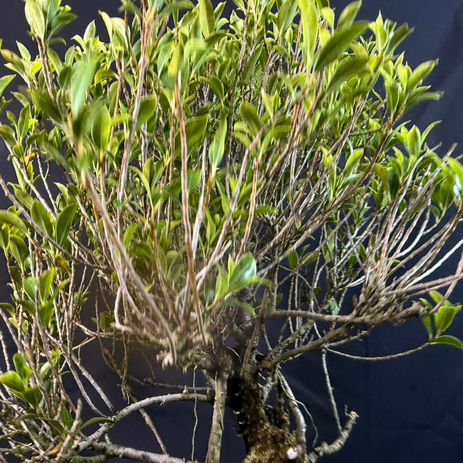 Melon Seed Ficus Bonsai – Striking Roots and Dense Tropical Foliage (No. 11778B) 