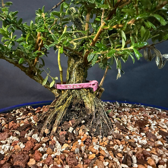 Old Bahama Berry Bonsai – Fragrant, Tropical, and Full of Charm in a Glazed Japanese Pot (No. 16264) Old Bahama Berry Bonsai – Fragrant, Tropical, and Full of Charm in a Glazed Japanese Pot (No. 16264)