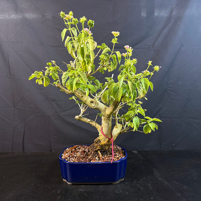 Old Flowering Lantana Bonsai – Thick Trunk & Flowering Potential in a Compact Form In a Glazed Ceramic Pot No. 19151