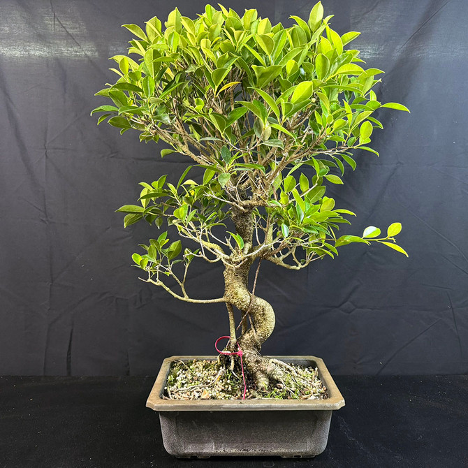 Large Tiger Bark Ficus Bonsai – Old & Gnarly Ready to Style (No. 19113)