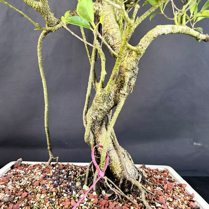 Large Tiger Bark Ficus Bonsai – Old & Gnarly Ready to Style (No. 19113)
