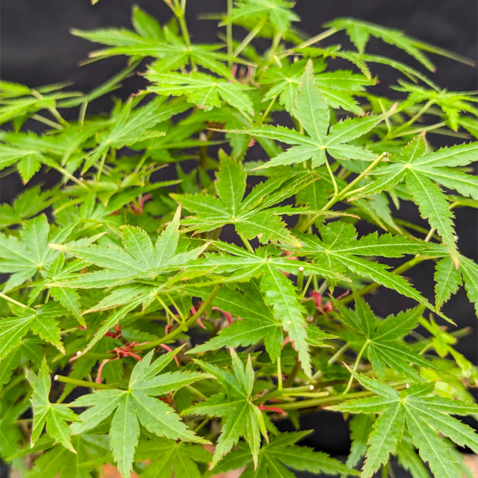 Japanese Red Maple in a Glazed Japanese Pot (No. 18639)