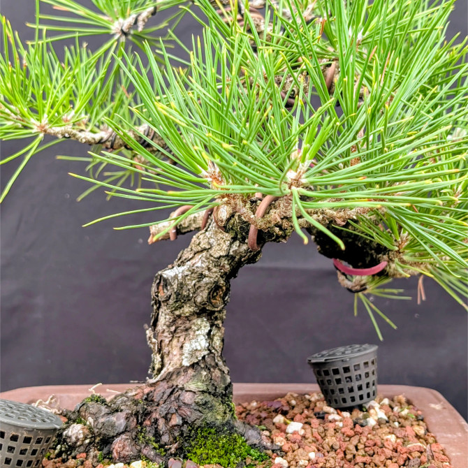 35 Year Old Pot Grown Japanese Black Pine in an Unglazed Pot (No. 15617)