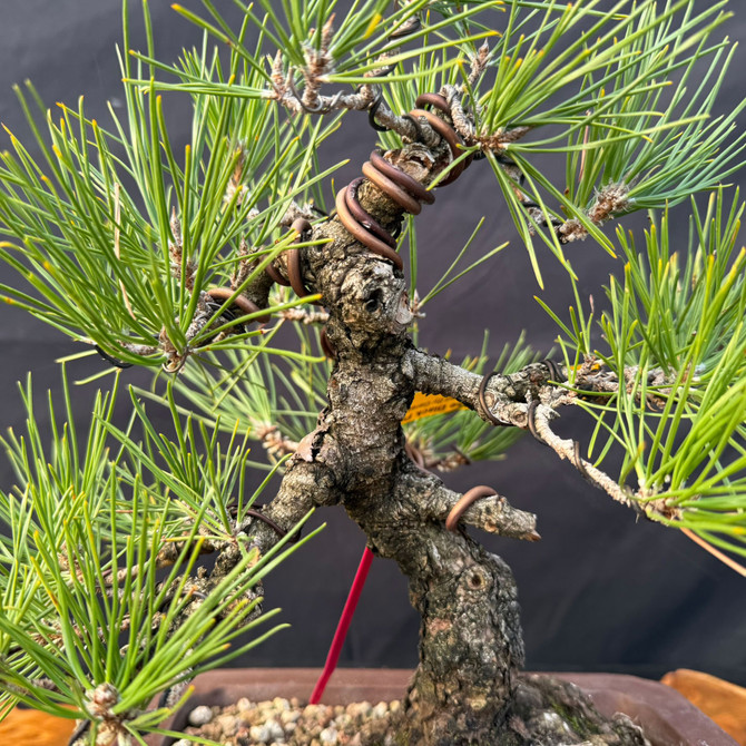 Japanese Black Pine Bonsai with Strong Trunk Movement & Rugged Bark (One-Of-A-Kind)