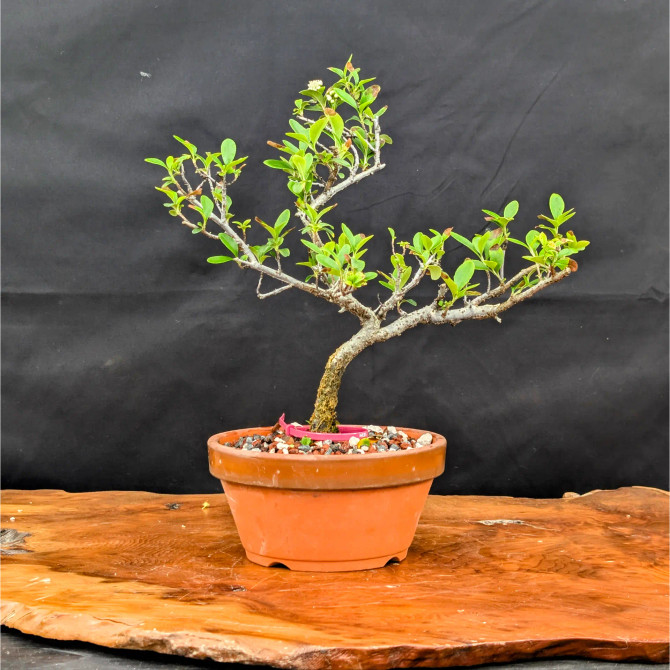 Pyracantha (firethorn) In a Tokoname Grow Pot (No. 14372)