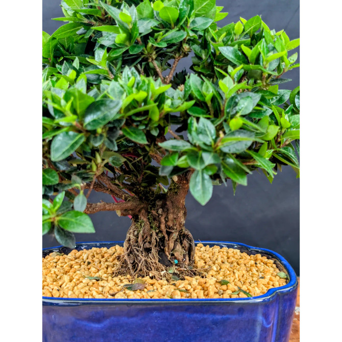 Shohin Satsuki Azalea 'Bright Pink' Flowers (No. 14271) 