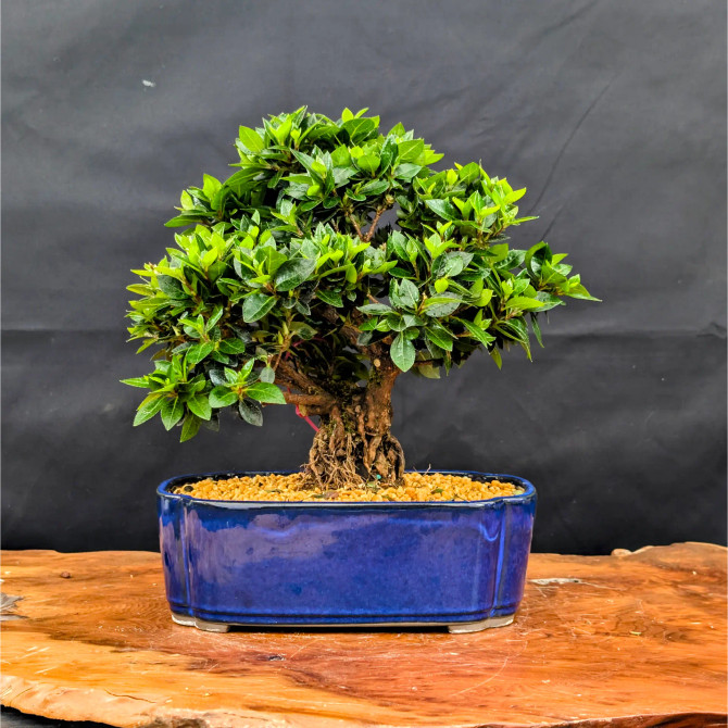 Shohin Satsuki Azalea 'Bright Pink' Flowers (No. 14271) 