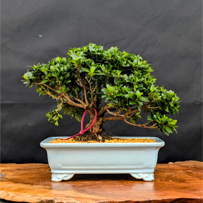 Shohin Satsuki Azalea 'Bright Pink' Flowers (No. 14262) 