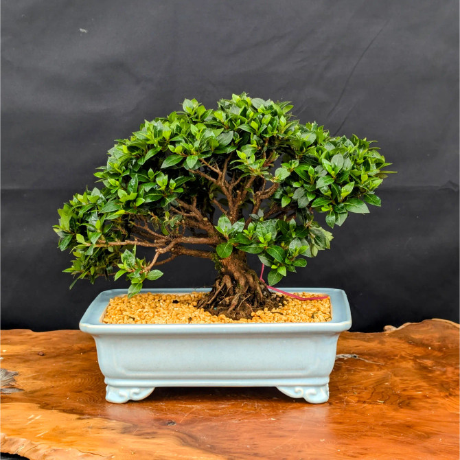 Shohin Satsuki Azalea 'Bright Pink' Flowers (No. 14262) 