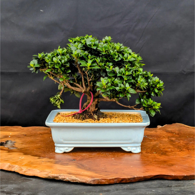 Shohin Satsuki Azalea 'Bright Pink' Flowers (No. 14262) 