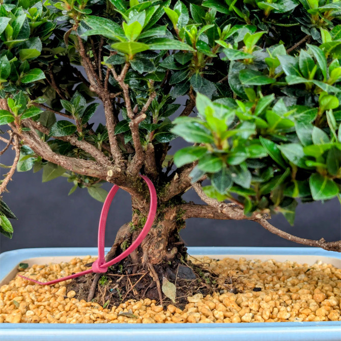 Shohin Satsuki Azalea 'Bright Pink' Flowers (No. 14262) 