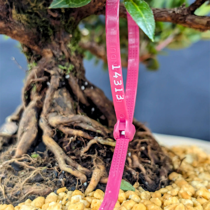 Shohin Satsuki Azalea 'Bright Pink' Flowers (No. 14313) 