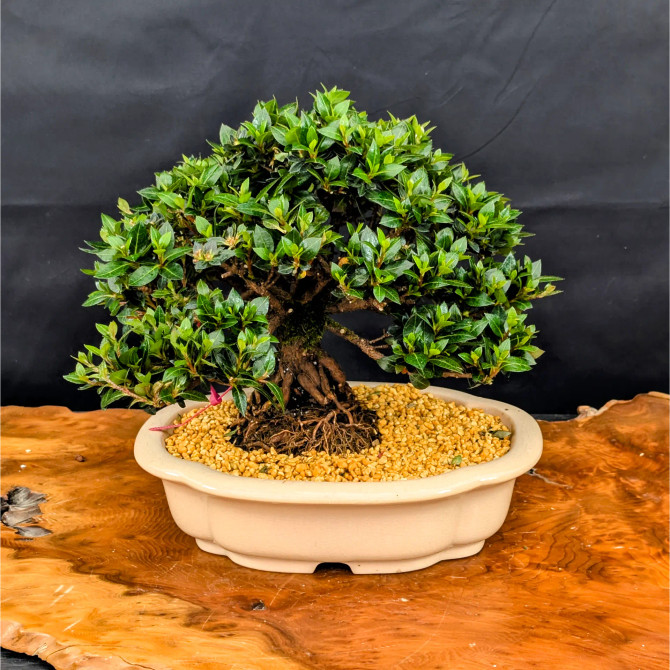 Shohin Satsuki Azalea 'Bright Pink' Flowers (No. 14313) 